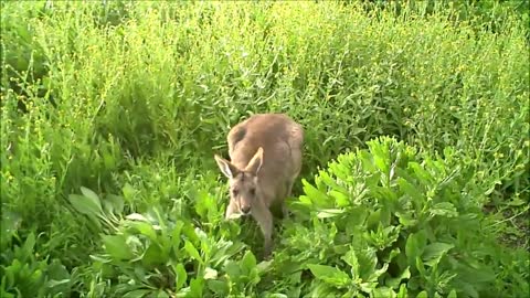 Baby Kangaroos and Joeys Cutest Compilation of marsupial madness