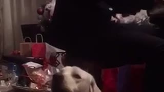 White dog howling at owner playing piano