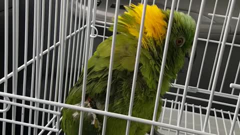 Rescued Parrot Tells All