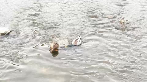 Two ducks floating on the water