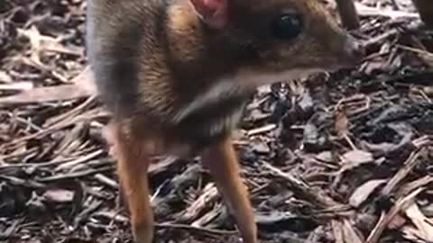 The birth of a strange animal in Britain that combines the characteristics of a deer and a mouse