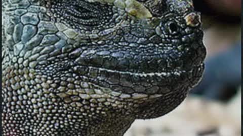 marine iguana