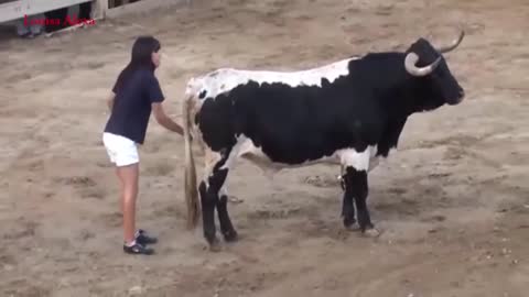 Bullfighting funny videos awesome girls bullfighting festival #2021