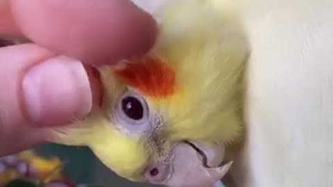 The parrot sings and its owner caresses him "to smooth the parrot"