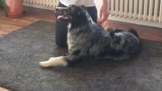 Dog learned to do a somersault and it’s super cute