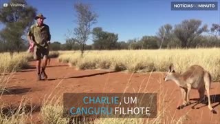 Tratador faz exercício matinal com filhote de canguru