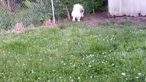 Husky puppy is so stubborn