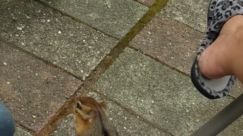 Chipmunk Joins in for Morning Coffee Time