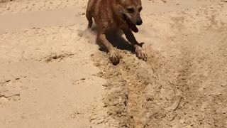 Doggy Drags Ball Along the Beach