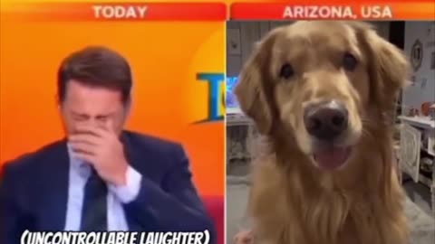 Dog accidentally attends news interview.. 😂