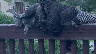 Protective Turkey Shields Chicks from Storm