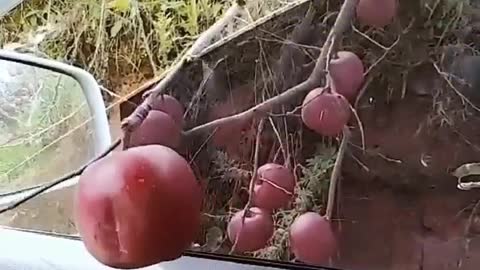 New way to harvest apples in the orchard