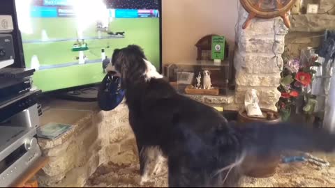 Border Collie cheers on dog show competition