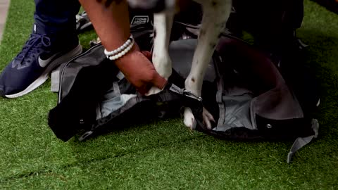 How to get your dog in a carrier bag