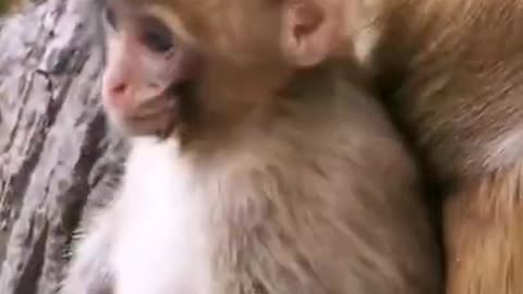 #monkeylove​​ #lovemonkeys​​ #macaquemonkey​​ Try don't laugh ! Some monkey funny clips collection