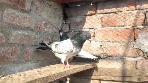 Faroz puri pigeon beautiful breeder pair best flying
