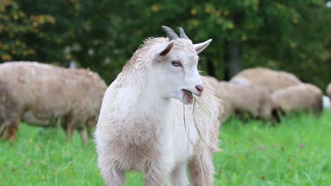 Sheep Grass Seed