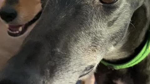 A cute greyhound chatters teeth in excitement