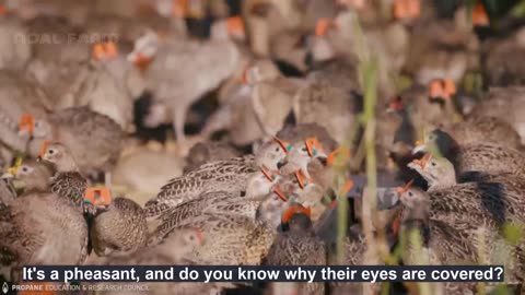 How to Pheasant Farm Produces Million Birds For Game ️- Modern Pheasant Hatchery Technology