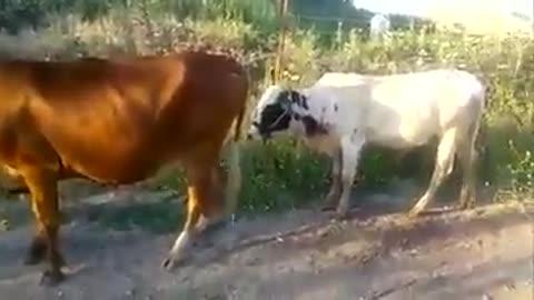 when the cow relations