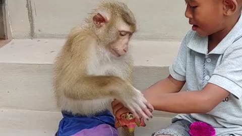 Boy And Monkey: The Best Of Friends