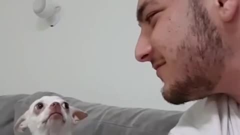 Angry chihuahua truly hates owner's affection