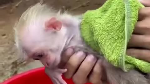 The cutest video you'll see on internet today.