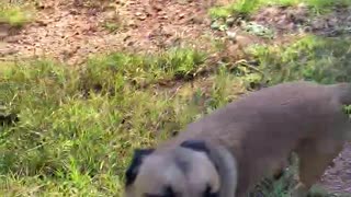 Malinois dog helps owner get ready to ride horse.