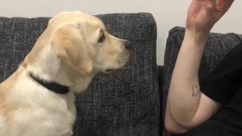 Magic Trick Confuses Puppy