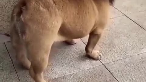 [Funny]cute dog ! 🦥