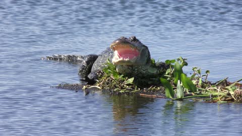 alligator basking in the sun with its mouth open