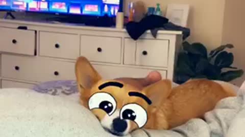 Butterfly eyes for your corgi