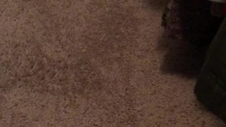 Cat plays with food under dresser