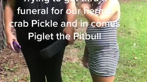 Trying toet thru funeral for our hermit crab Pickle and in comes Piglet the Pitbull