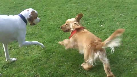 Funny English Pointer Dogs and Cocker Playing In The Garden