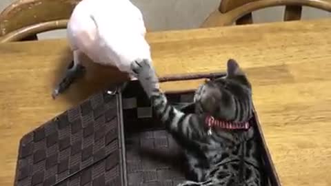Cat and Birds play