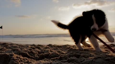 puppy dog playing fun beach sand play