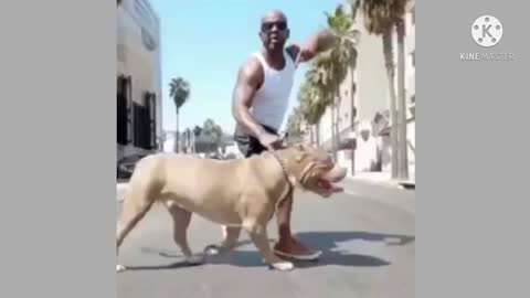 This pitbull looks a contender.