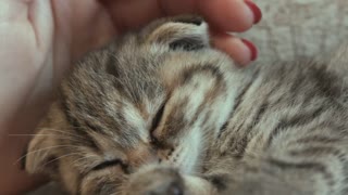 Cute cat pet video