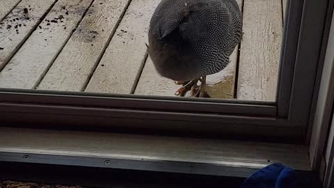 Headless Guinea