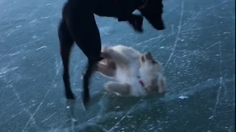 Puppy plays on ice, inevitably wipes out