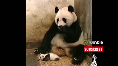 😆😆 Best Of The Funny Animal Videos 12😆😆