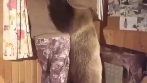 Big fluffy bear stands up,lick and hugs the man
