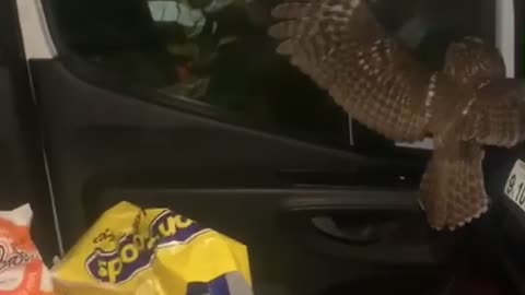 Man Trying to Save Hit Owls Gets a Surprise