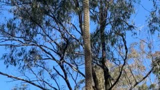 Grass tree Blackboy 2