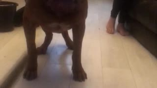 Dog vs hoover