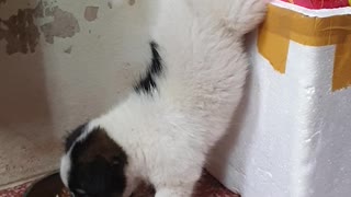 Cute Puppy Enjoys Food While Doing a Handstand