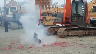 Fearless Dog Loves Firecrackers