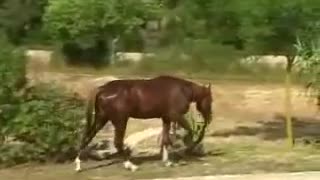 You’ll be amazed to see the afternoon ritual of this horse. It was spotted at unusual place!