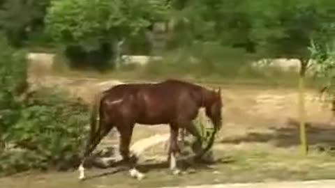 You’ll be amazed to see the afternoon ritual of this horse. It was spotted at unusual place!